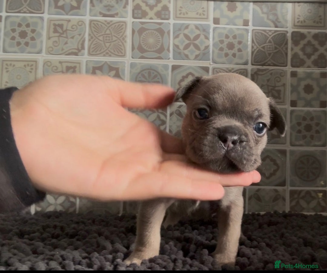 Mixed Breed dogs for sale: Staffie/Frenchie pups - Image 3
