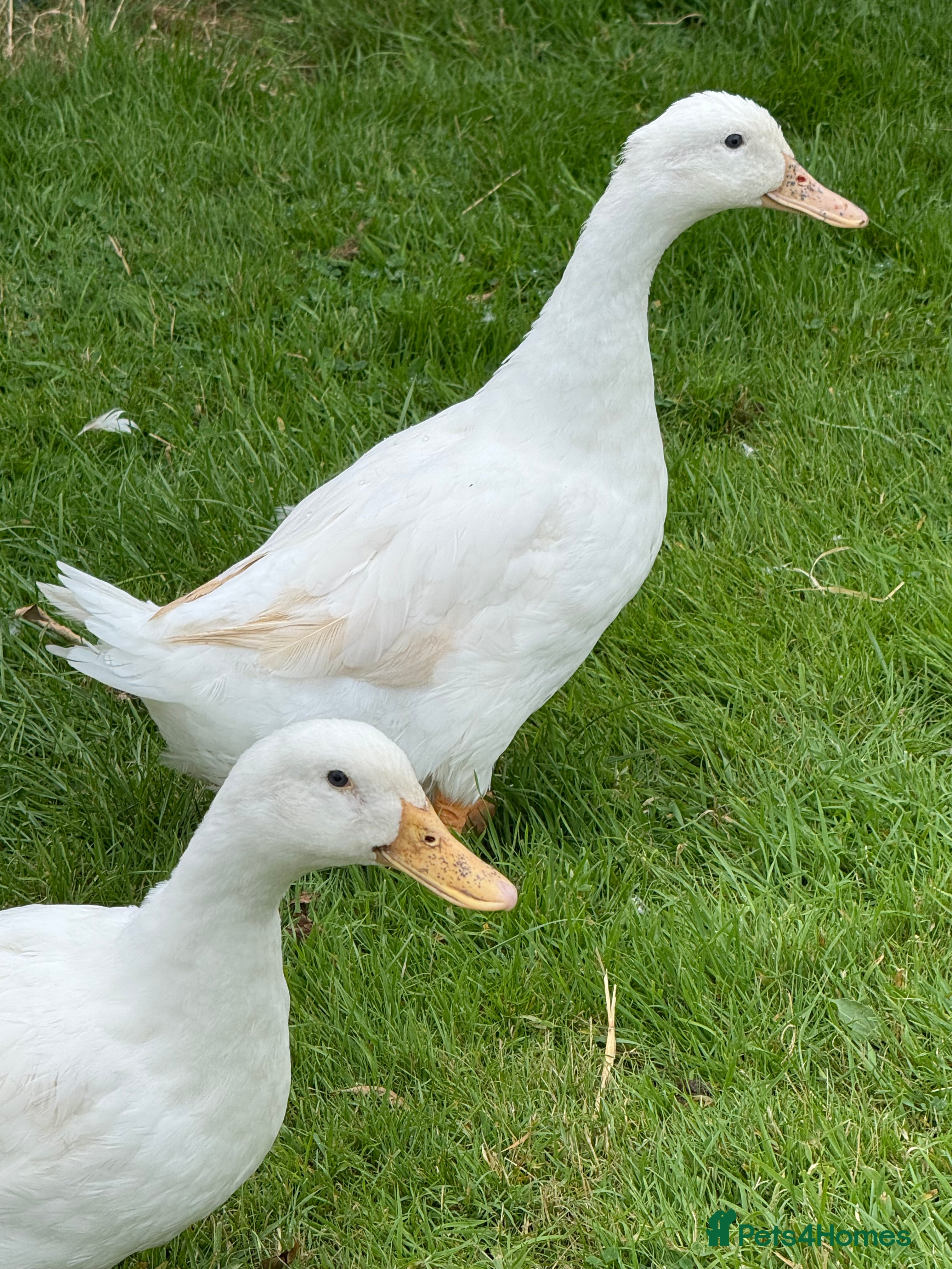 Ducks poultry Cherry Valley ducks  - Advert 1