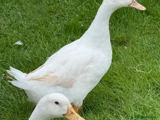 Ducks poultry Cherry Valley ducks - Advert 1