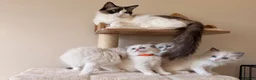 Ragdoll cats for sale: Fluffy Ragdoll Kittens🐾 in Peterborough - Advert 1