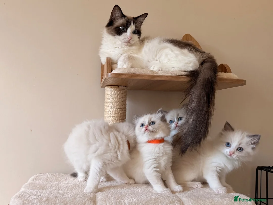 Ragdoll cats for sale: Fluffy Ragdoll Kittens🐾 in Peterborough - Advert 1