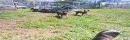 Mixed Breed dogs for sale: Belgian Malinois × German Shepherd Puppies 4 in Radstock - Advert 8