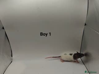 Rat rodents NOV: 18 Rats (6 Rats: 3 Boy & 3 Girls Left) - Advert 22