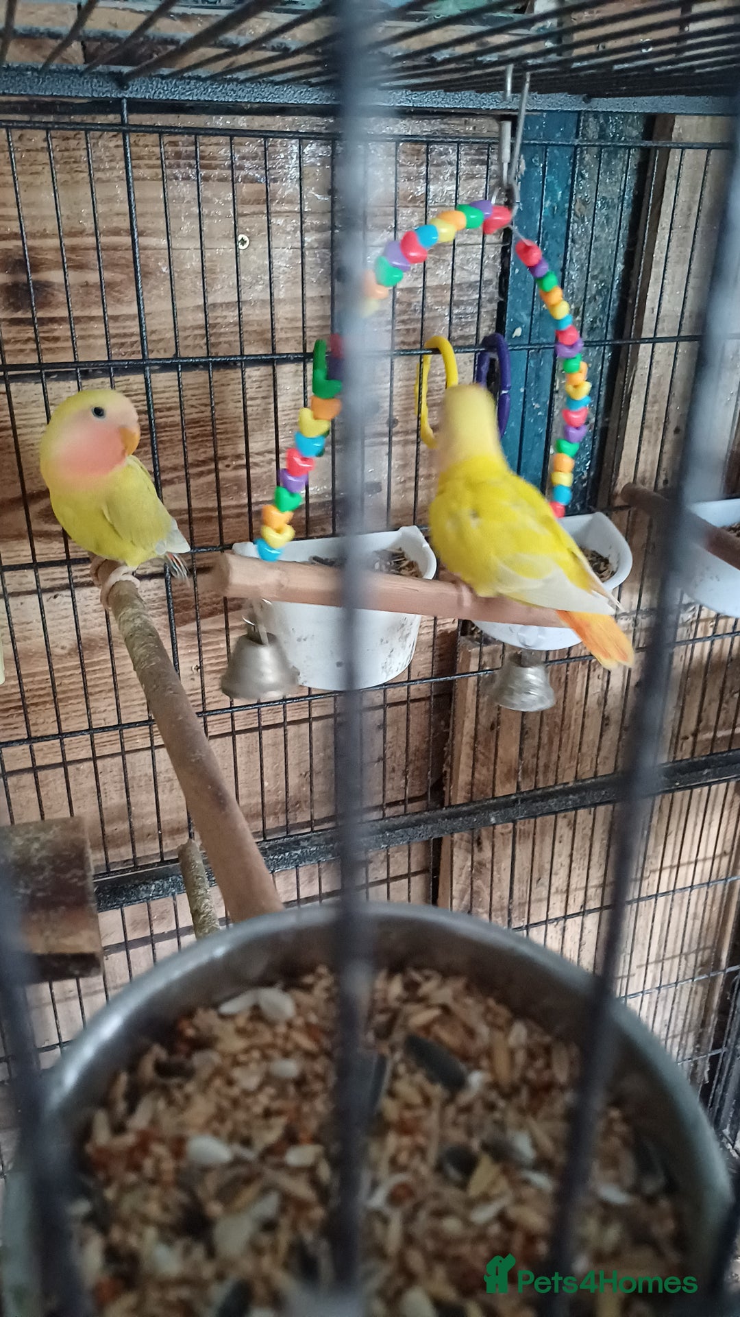 Lovebirds birds for sale: Two young love birds  - Image 1