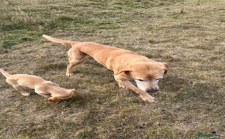 Labrador Retriever dogs - Advert 16