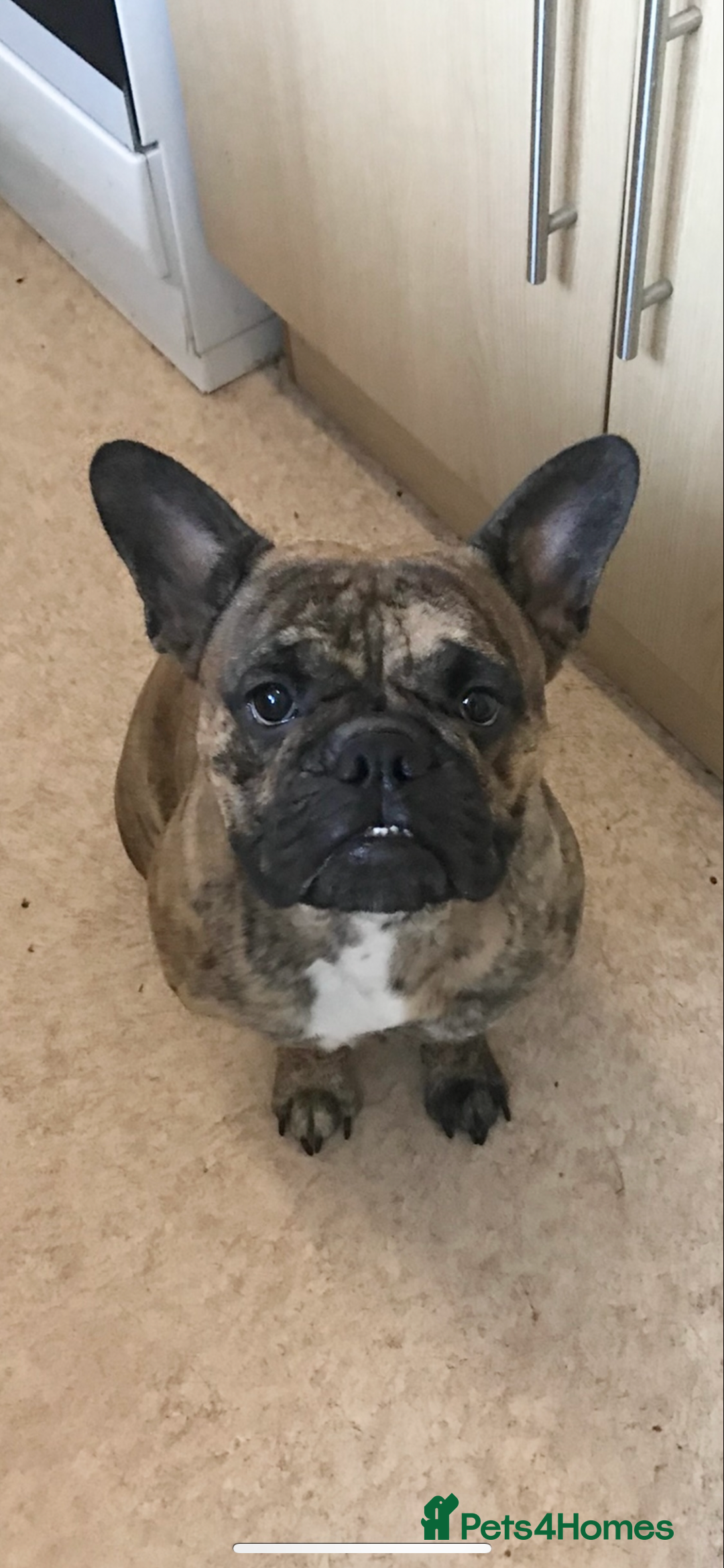 Mixed Breed dogs for sale: Lexi  - Image 3