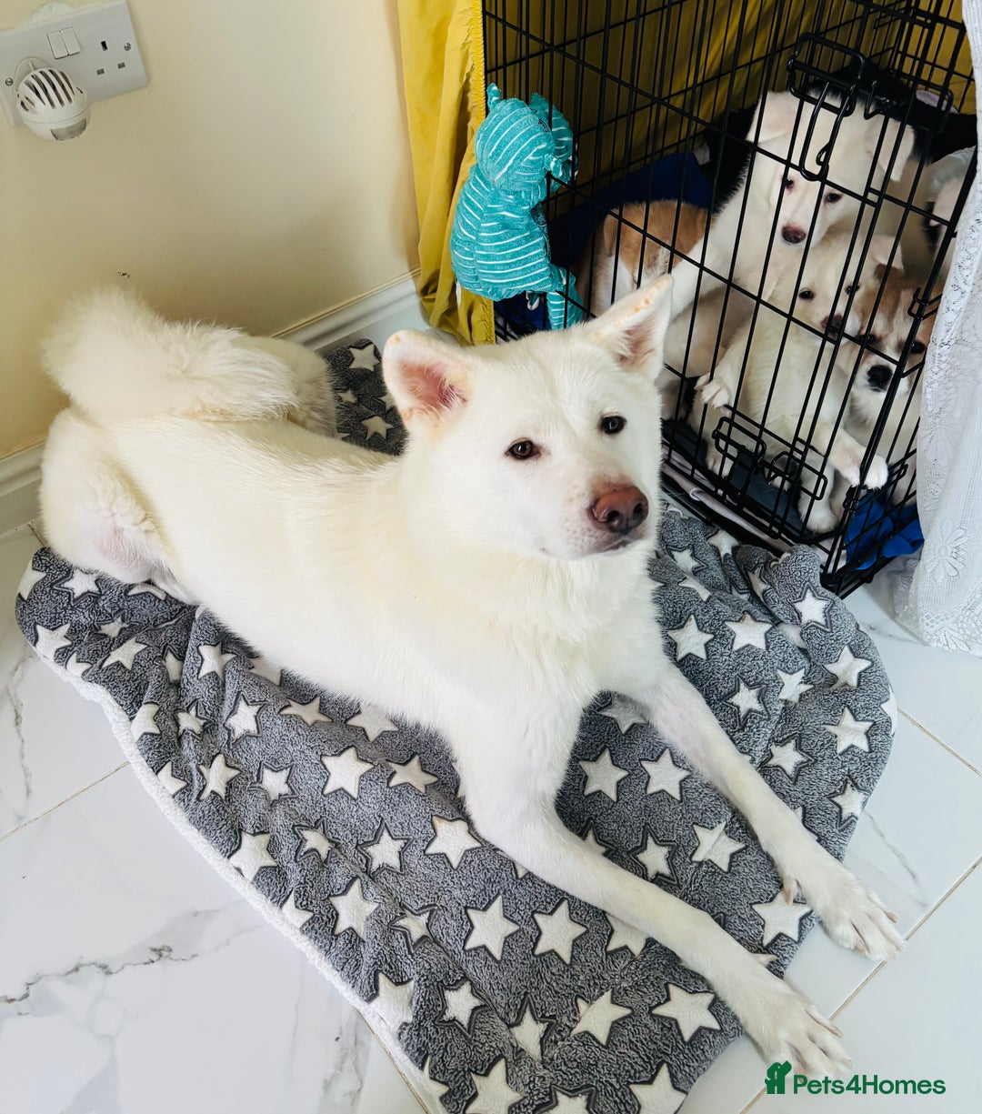 Japanese Akita Inu dogs for sale: Mama & Puppies for good homes 💜 - Advert 1