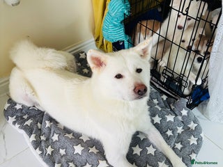 Japanese Akita Inu dogs Mama & Puppies for good homes 💜 - Advert 1