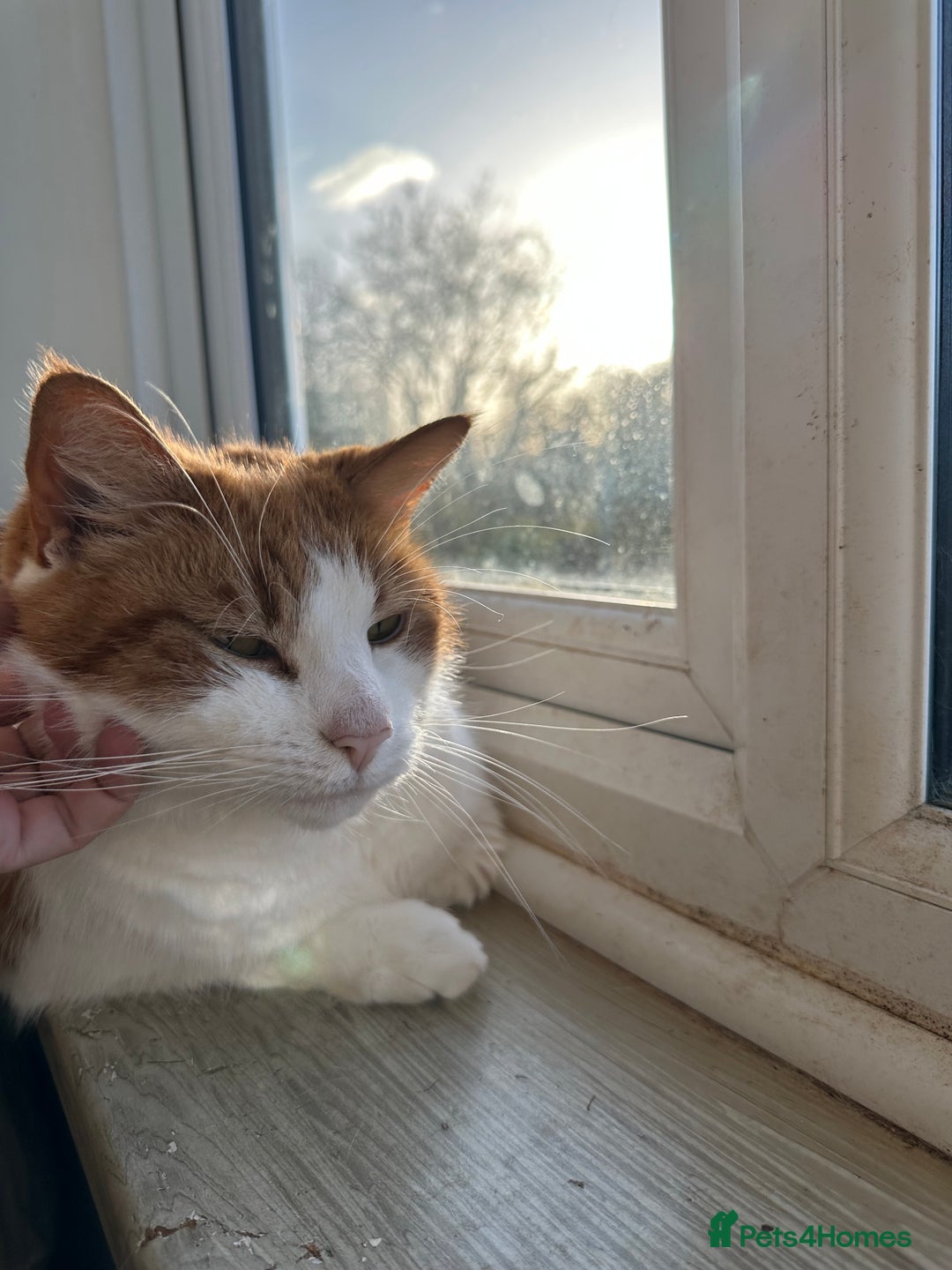 Domestic Shorthair cats for sale: Momie the Foodie - Advert 20