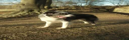 Border Collie dogs for stud: *proven* health tested working merle border collie - Advert 9