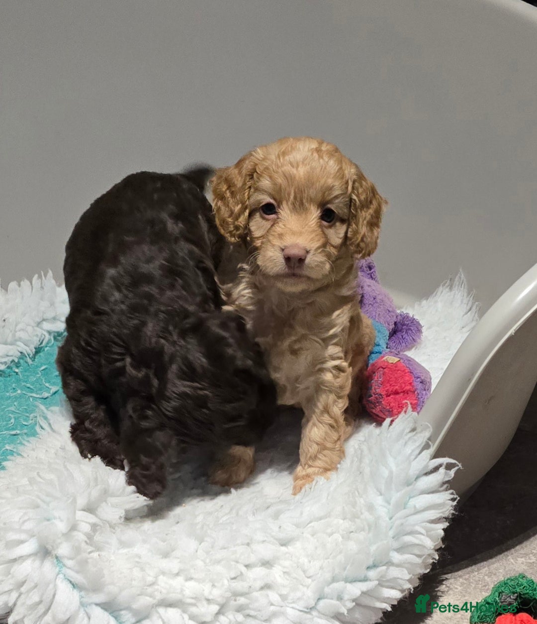 Cockapoo dogs for sale: F1 cockapoo puppies - extensive health tests - Advert 13