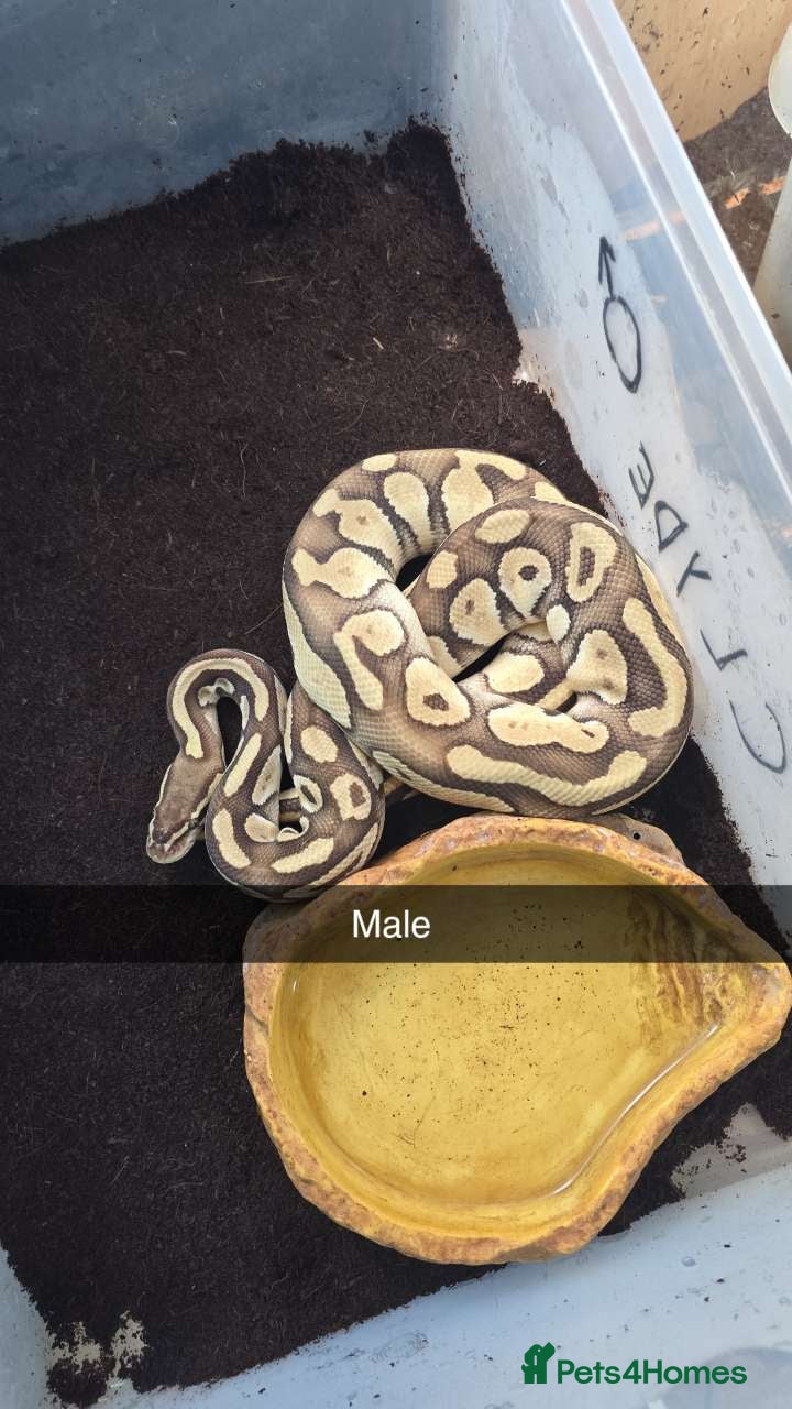 Python Snake reptiles for sale: Male and female ball pythons  in Halesowen - Advert 1