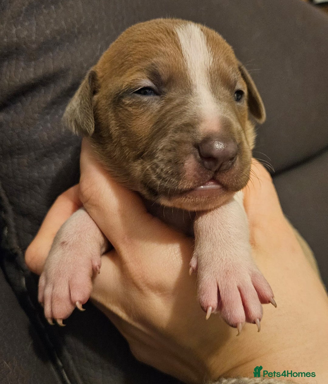 Mixed Breed dogs for sale: Italian Greyhound x Bull Greyhound Puppies - Advert 25