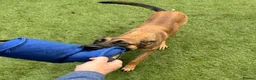 Belgian Shepherd Dog dogs for sale: 8 Month Old Mali/Dutch Female Pup BRN 56036 - Advert 10