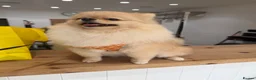 Pomeranian dogs for sale: Show Class MINI TOY POMERANIAN puppies for sale! - Advert 11