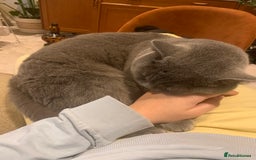 British Shorthair cats for sale: A loving and very affectionate 6 year old BSH boy - Image 8