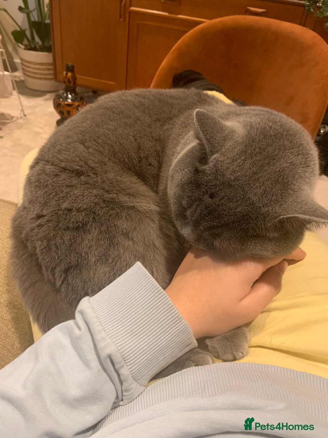 British Shorthair cats for sale: A loving and very affectionate 6 year old BSH boy - Image 8