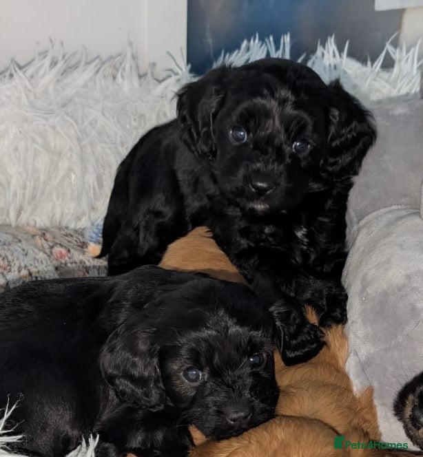 Cavapoo dogs Teddy Bear F1 Cavapoo puppies - Advert 14