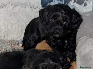 Cavapoo dogs Teddy Bear F1 Cavapoo puppies - Advert 14