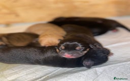 Mixed Breed dogs for sale: Lab cross puppies - Image 3