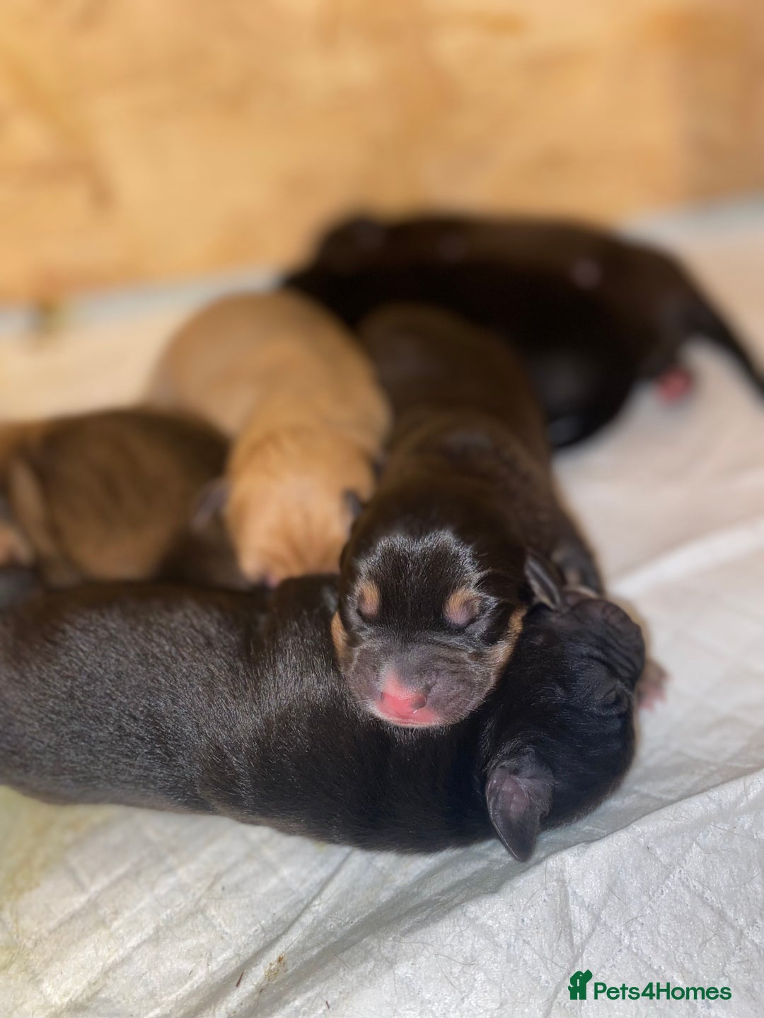 Mixed Breed dogs for sale: Lab cross puppies - Image 3