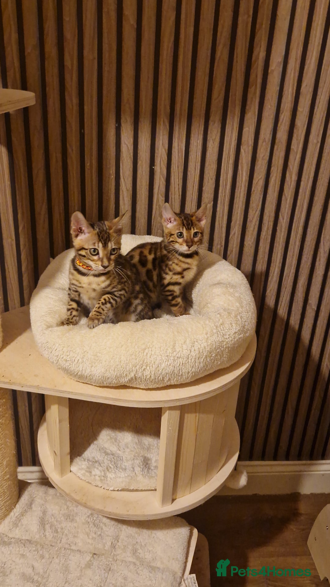 Bengal cats for sale: Beutifull kittens❤️ - Advert 7