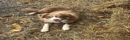 Mixed Breed dogs for sale: Beautiful tri coloured chocolate collie puppies - Advert 14