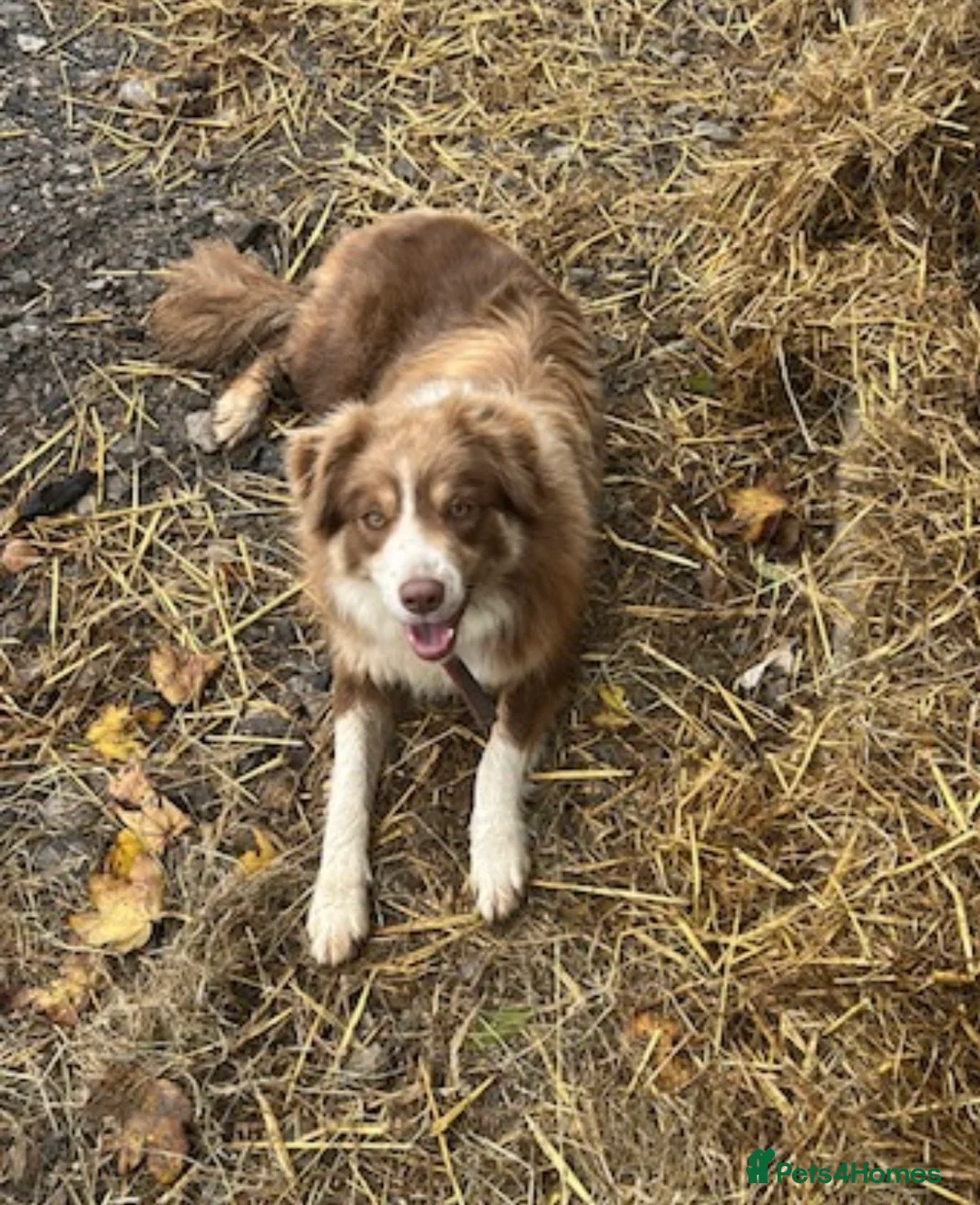 Mixed Breed dogs for sale: Beautiful tri coloured chocolate collie puppies - Advert 14