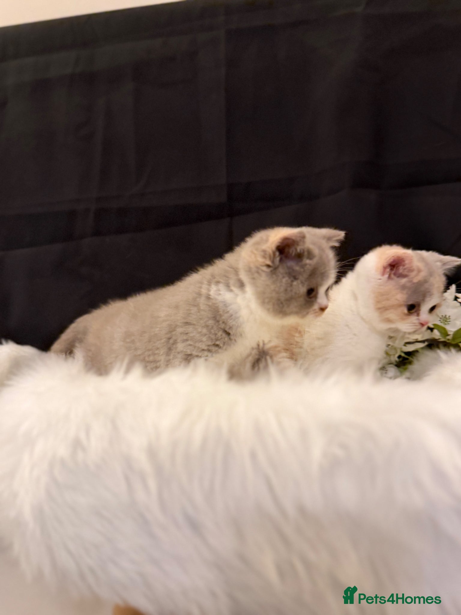 British Shorthair cats Full Pedigree/Registered BSH from £995 - Advert 2