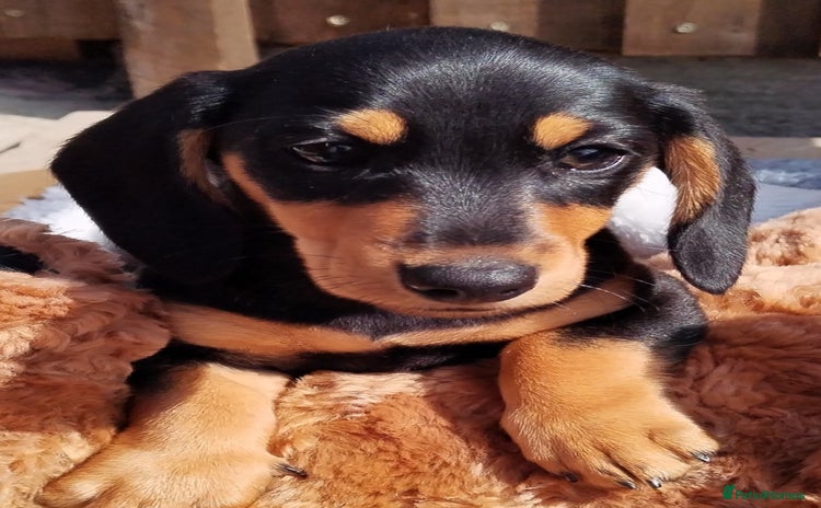 Miniature Dachshund dogs - Advert 2