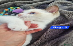 Ragdoll cats for sale: Gorgeous GCCF Ragdoll kittens READY NOW!!! - Image 8