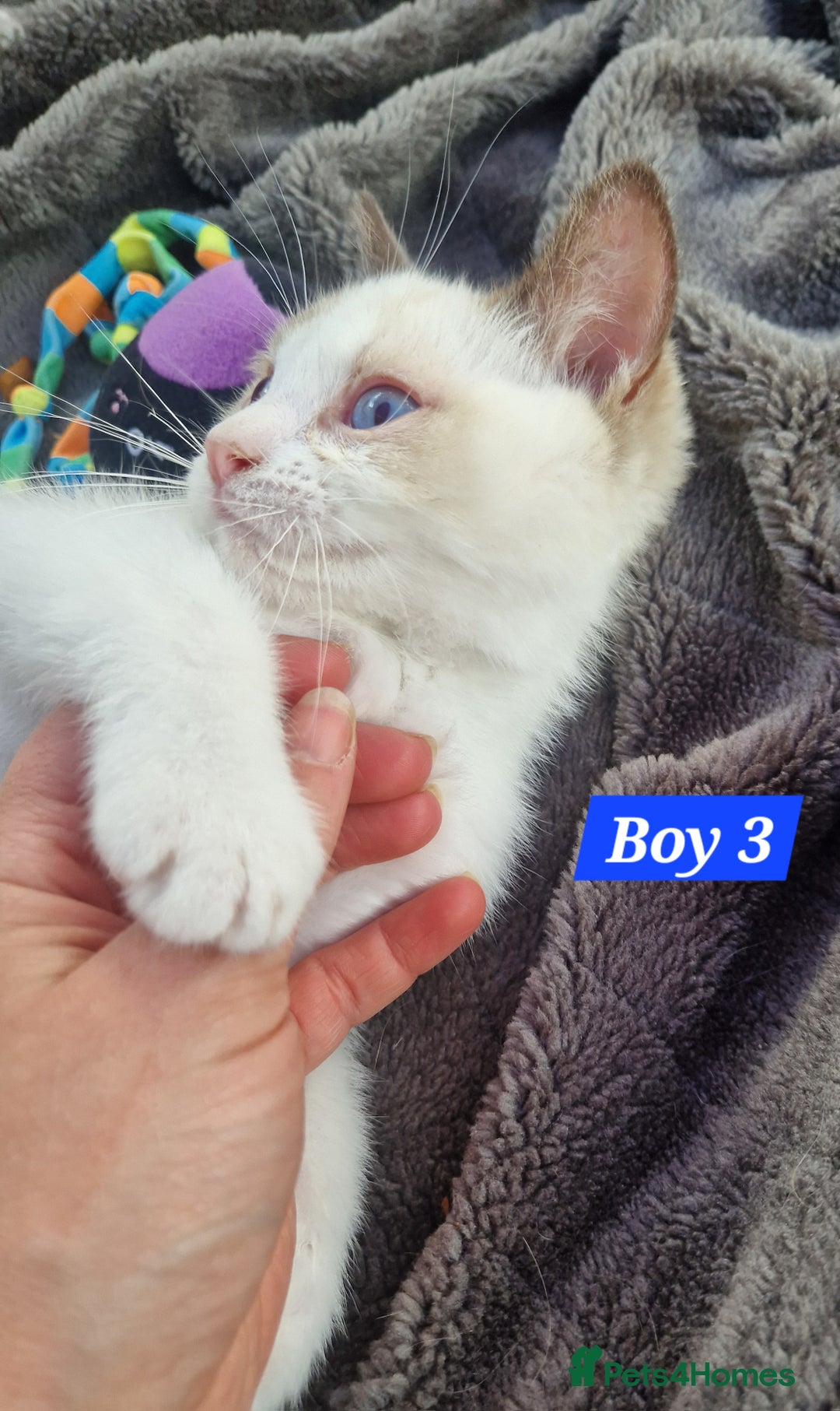 Ragdoll cats for sale: Gorgeous GCCF Ragdoll kittens READY NOW!!! - Image 8