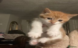 Mixed Breed cats for sale: Beautiful kittens  - Image 3