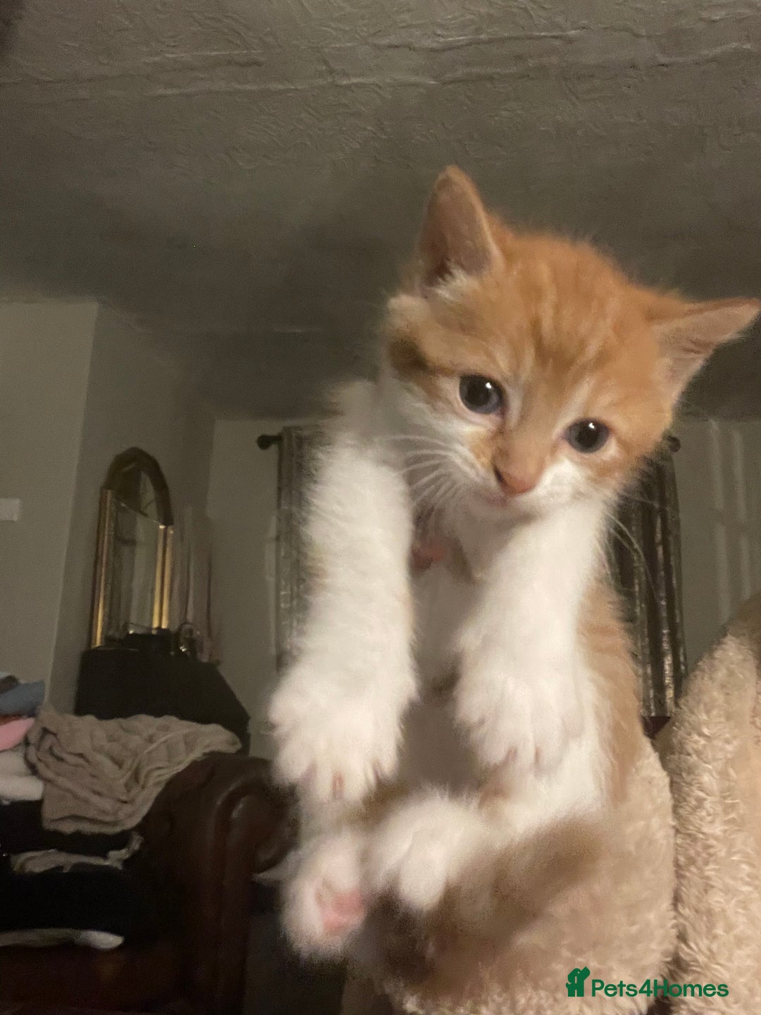 Mixed Breed cats for sale: Beautiful kittens  - Image 3