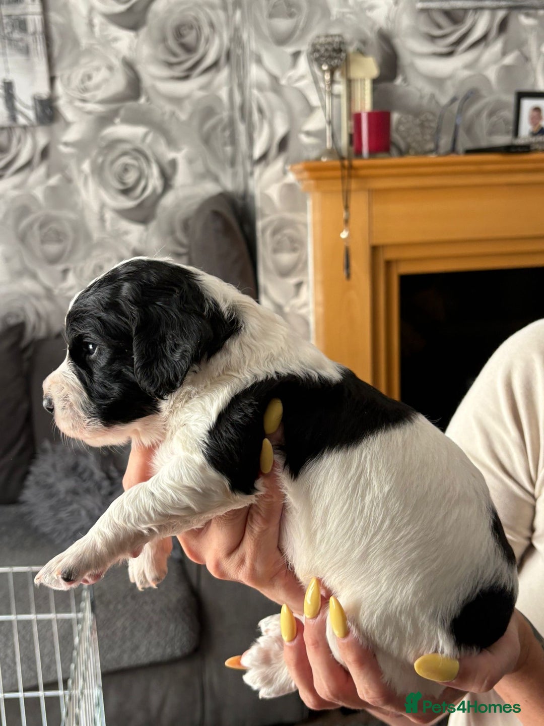 Cocker Spaniel dogs for sale: Working Cocker Spaniel Puppies - Image 2