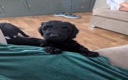 Cockapoo dogs for sale: 6 black cockapoos - Image 9