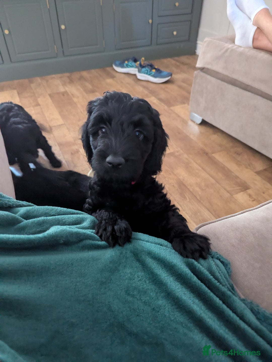 Cockapoo dogs for sale: 6 black cockapoos - Image 9