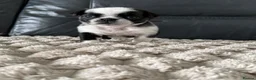 Pug dogs for sale: Black and white panda pug puppy male - Advert 7