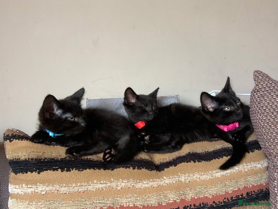 Mixed Breed cats for sale: 2 female 10 week old kittens £50 each  - Image 1