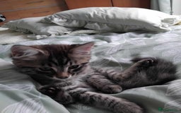 Mixed Breed cats for sale: KITTENS FOR SALE! - Image 8