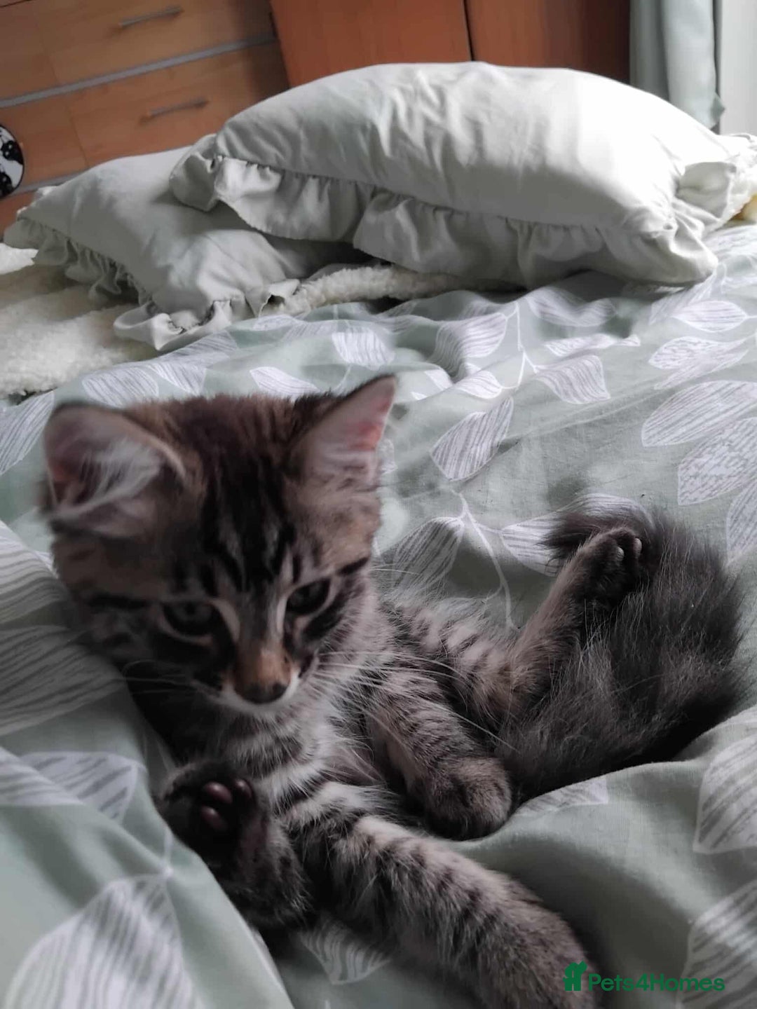 Mixed Breed cats for sale: KITTENS FOR SALE! - Image 8