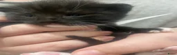 British Longhair cats for sale: Kittens in Wednesbury - Advert 3