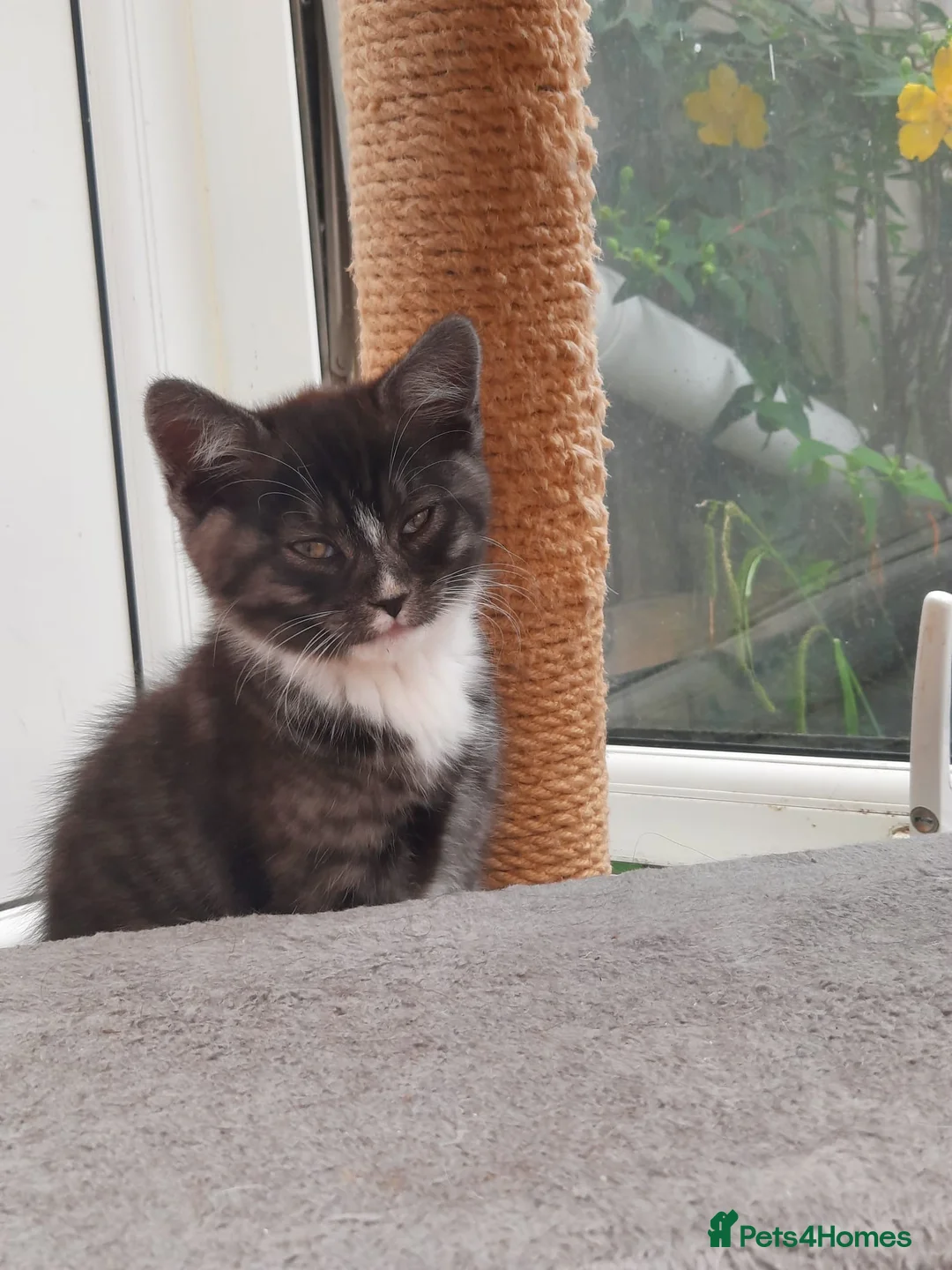 Mixed Breed cats for sale: Tiger needs a loving home - Advert 5