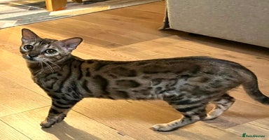 Bengal cats - Advert 3