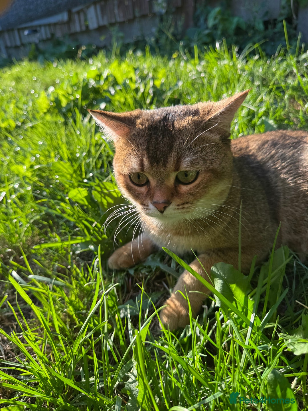 Scottish Fold cats for sale: Loving, Calm Cat Looking for a New Forever Home - Image 3
