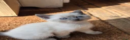 Ragdoll cats for sale: Gorgeous friendly Ragdoll kittens - Advert 17