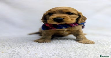 Cocker Spaniel dogs - Advert 8
