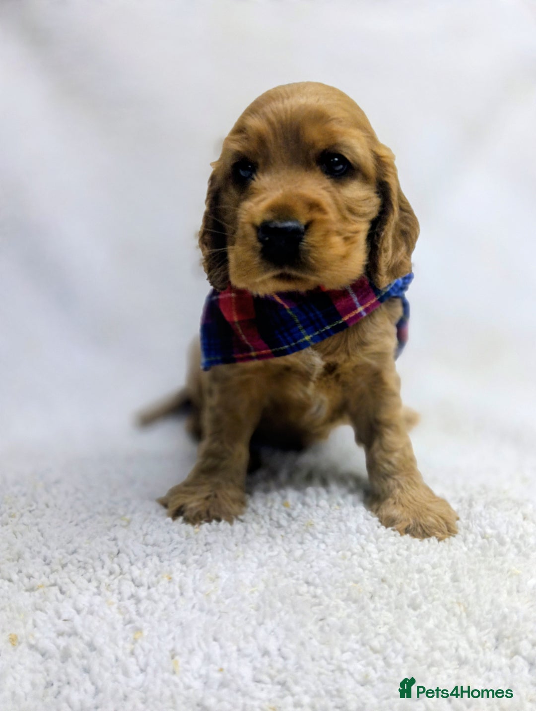 Cocker Spaniel dogs for sale: 🩵 Show Type Male Cocker Spaniel-Dad DNA Tested 🩵 - Image 3