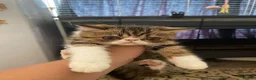 Exotic cats for sale: Lovely Male kitten  - Advert 8