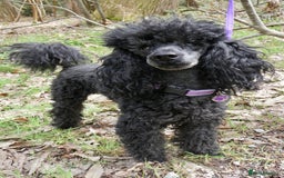 Miniature Poodle dogs for stud: KC reg fully health tested for stud BVA eye exam in Market Rasen - Image 5